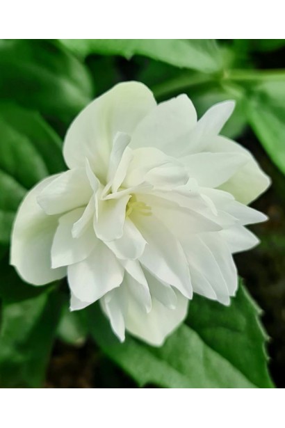 Чубушник вінцевий Перлини Парфуму|Philadelphus Pearls of Perfume|Чубушник венечный Жемчужины Духов